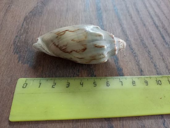 Ракушка Цимбиола "летучая мышь' (Cymbiola vespertilio). Цена с пересылкой.