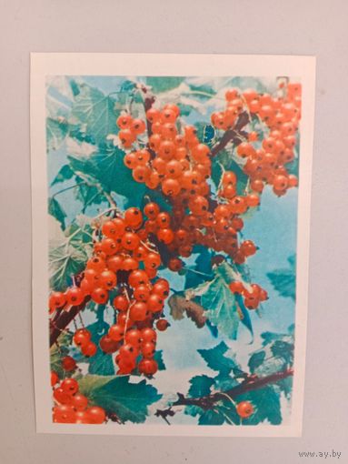Открытка,1967,БССР, чистая