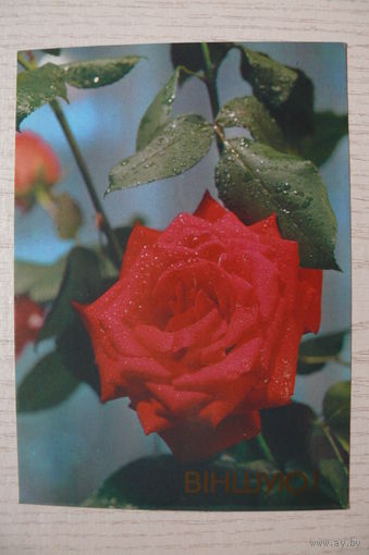 Лихторович Г.(фото), Поздравляю! (на белорусском языке), 1990, чистая.