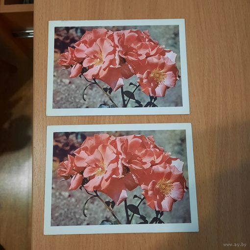 Открытки " Шиповник" 1967г цена за шт