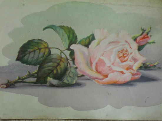 ПОДПИСАННАЯ ОТКРЫТКА СССР. РОЗА. худ. О.П. ХОДАТАЕВА.1959 год.