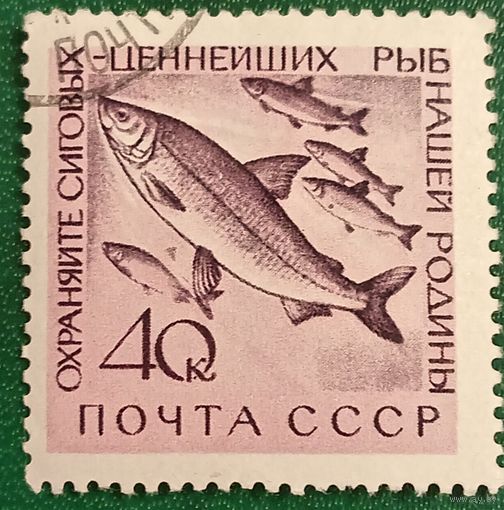 СССР 1960. Охрана сиговых рыб. Марка из серии