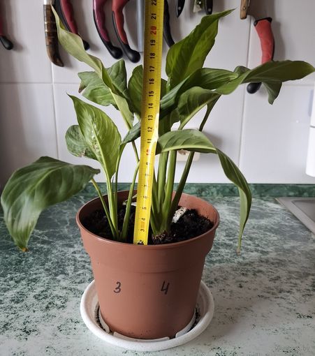 Спатифиллум, женское счастье