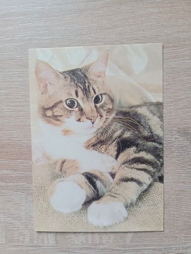 Календарик 1993