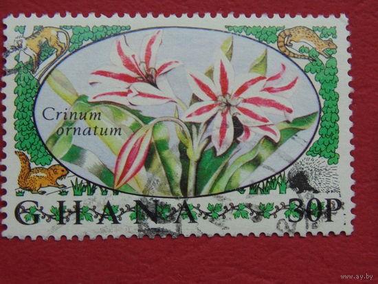 Гана. Цветы.