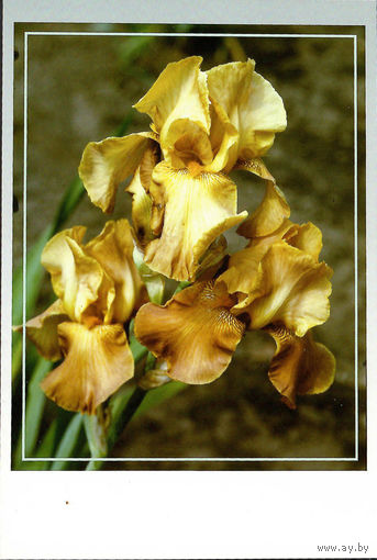 Почтовая карточка "Ирис Абхазия"