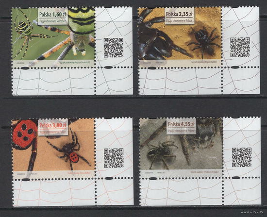 Польша 2013** Фауна Насекомые Пауки