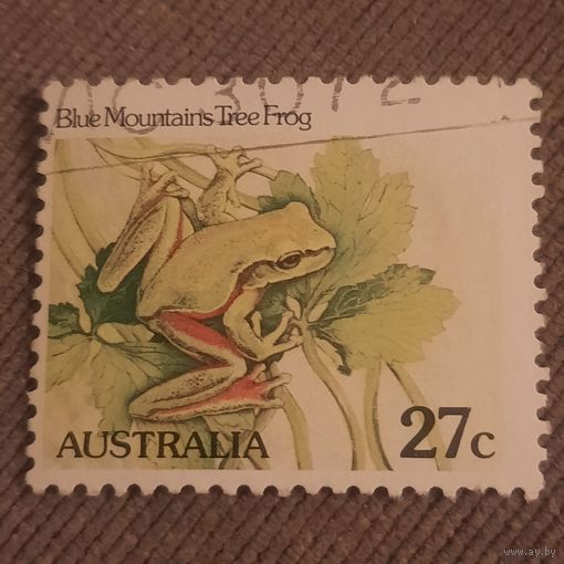 Австралия. Лягушка. Blue Mountains Tree Frog