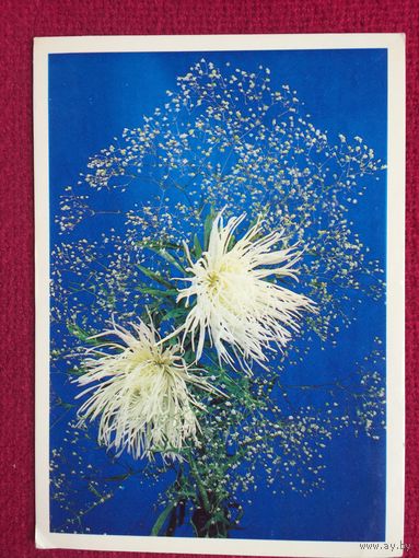 Композиция из цветов. Манцурова, Цесарская. 1975 г. Чистая.
