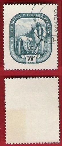 Румыния 1955 Месяц леса