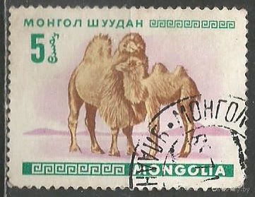 Монголия. Верблюды. 1968г. Mi#482.