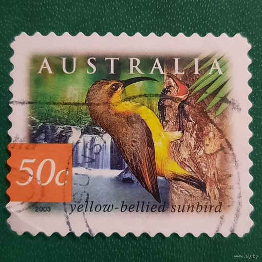 Австралия 2003. Фауна. Птицы. Yellow bellied sunbird
