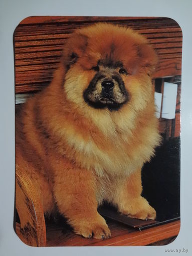 Календарик 2000 г. Собака.