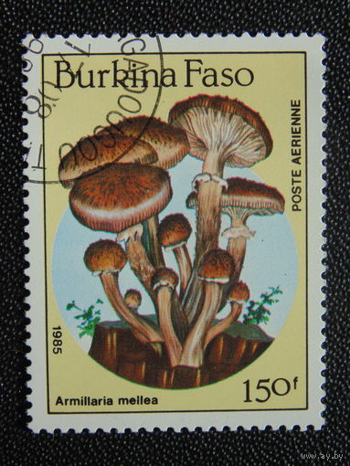 Буркина - Фасо 1985 г. Грибы.