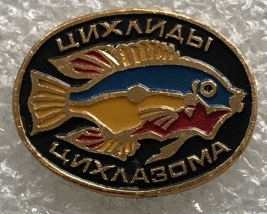 ЦИХЛИДЫ ЦИХЛАЗОМА