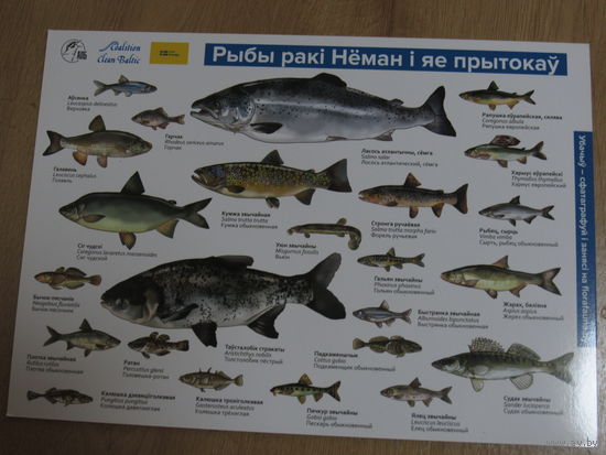 Рыбы буклет.