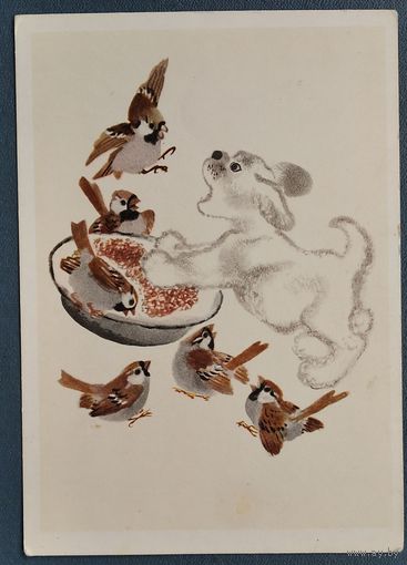 Чарушин Е. Не дам. 1967 г. Чистая.