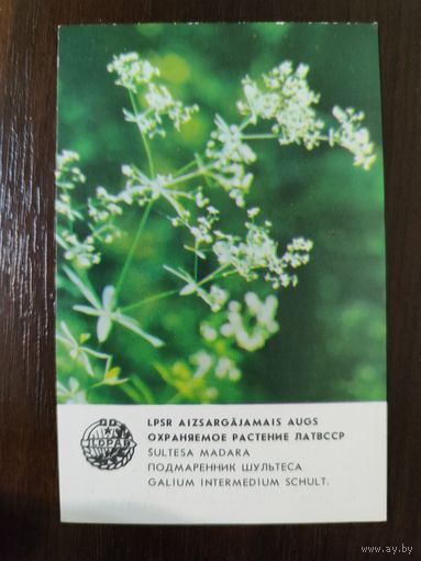 Календарик Прибалтика Подмаренник