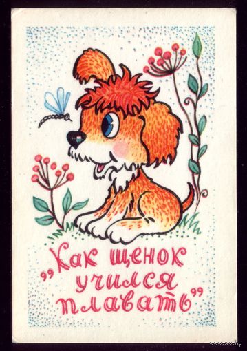 Как щенок учился плавать