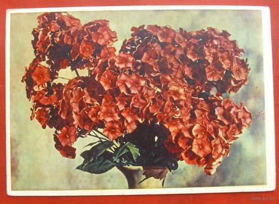 Флоксы. Чистая. 1962 года. Фото Шагина. 1625.