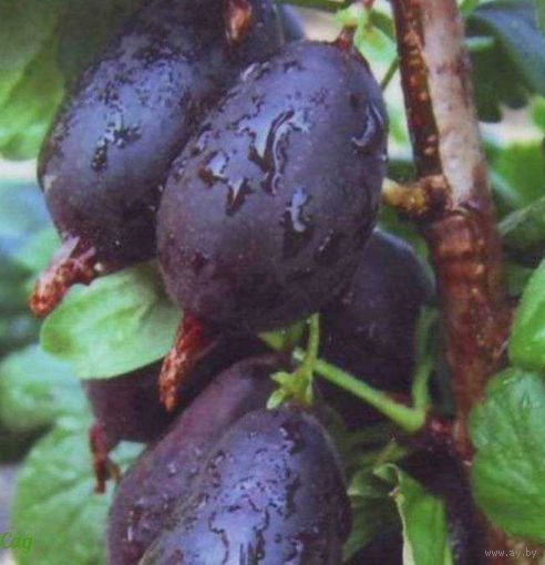 Крыжовник  Черный негус саженец