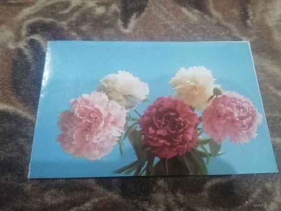 Поздравляю! Художник Б. Столяров 1976 год