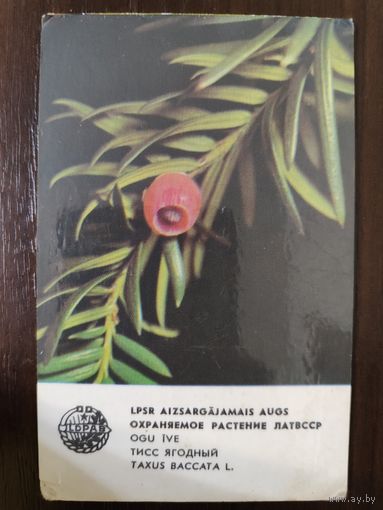 Календарик Прибалтика Тисс