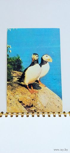 Открытка чистая, 1985г. Тупики. Фото Г. Смирнова. 14