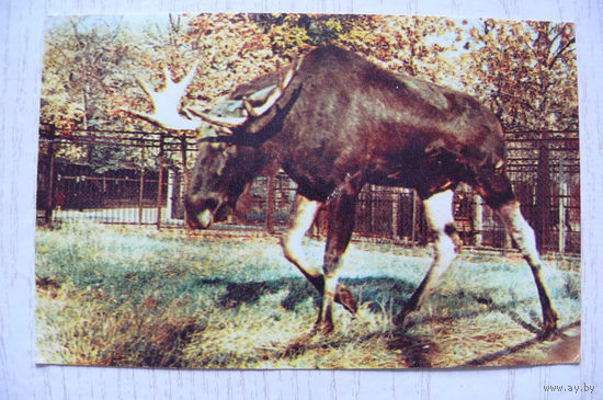 Немнонов Н., Московский зоопарк. Лось; 1969, чистая.