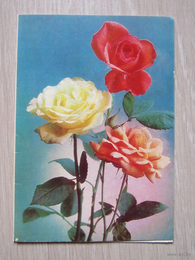 Костенко Розы Двойная 1983