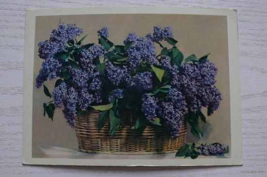 Вахрамеева М.(фото), Сирень; 1962, чистая.