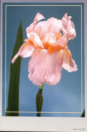 Почтовая карточка "Ирис Аркадий Райкин"