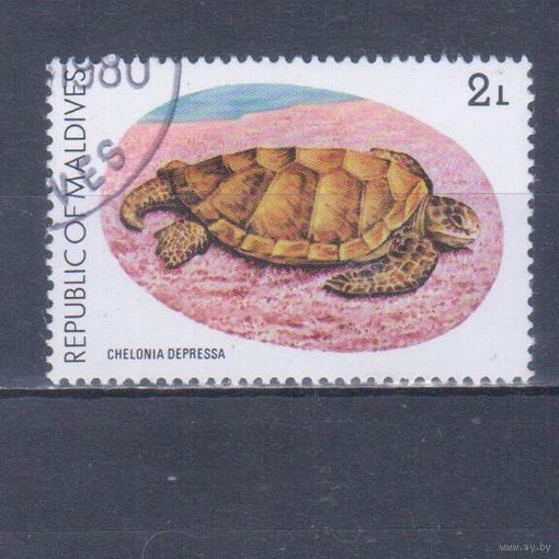 [894] Мальдивы 1980. Фауна.Черепаха.2 л. Гашеная марка.