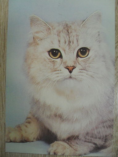 ЧИСТАЯ ОТКРЫТКА. КОТ.