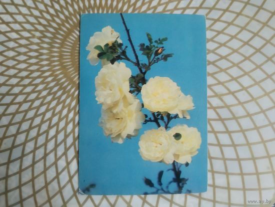 Открытка СССР 1983 год.   Чистая. Н.Матанов . Состояние на скане.