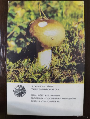 Календарик Прибалтика Сыроежка