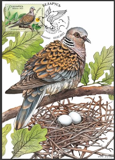 Картмаксимум "Птицы Беларуси. Обыкновенная горлица"