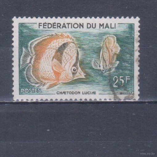 [2330] Мали 1960. Фауна.Рыбы.25 ф. Гашеная марка.