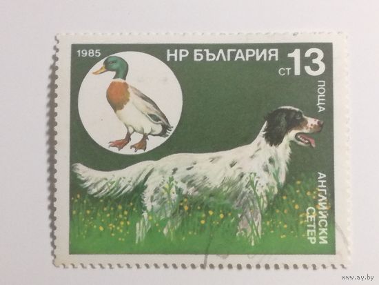 Болгария 1985. Охотничьи собаки