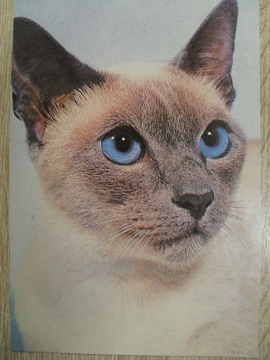 ЧИСТАЯ ОТКРЫТКА. КОТ.