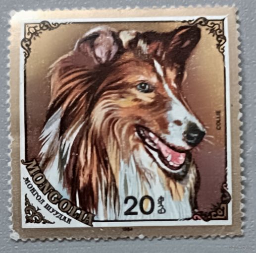 Собака. Монголия