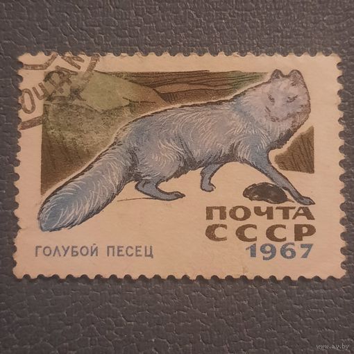 СССР 1967. Фауна. Голубой песец. Марка из серии