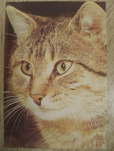 ЧИСТАЯ ОТКРЫТКА. КОТ.