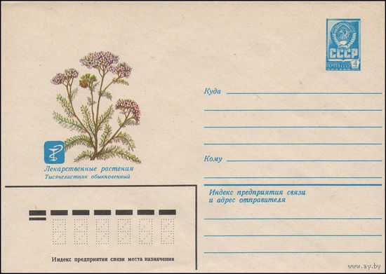 Художественный маркированный конверт СССР N 14971 (22.05.1981) Лекарственные растения. Тысячелистник обыкновенный
