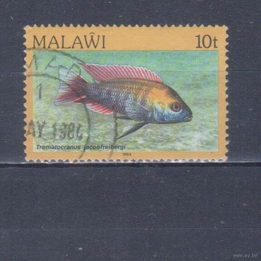 [34] Малави 1984. Фауна.Рыба.10 т. Гашеная марка.