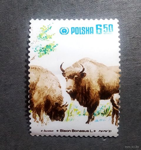 Марка Польша 1981 год Зубры