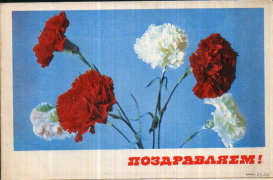 Чистая двойная открытка "Поздравляем! Гвоздики" фото П. Смоляков, худ. З. Егорова