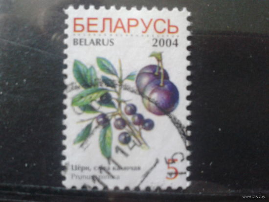 2004 Стандарт, слива