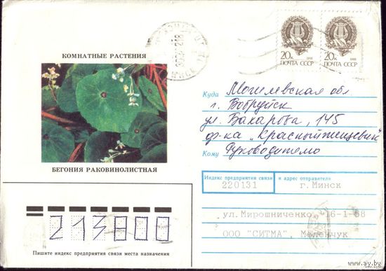1991 год Бегония