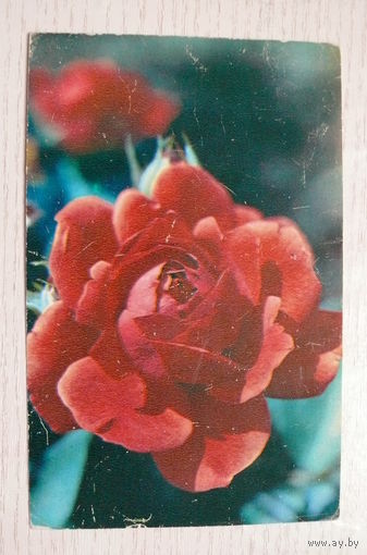 Матанов Н., Роза; 1983, чистая (размер 9*14).